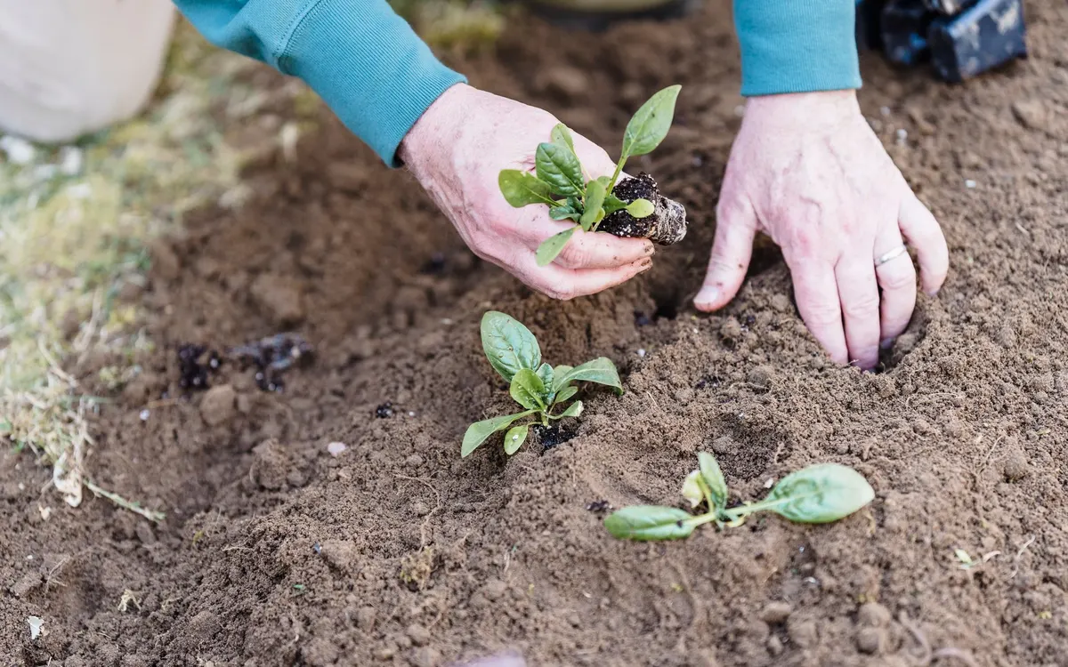 Hands planting a green seedling in garden soil.